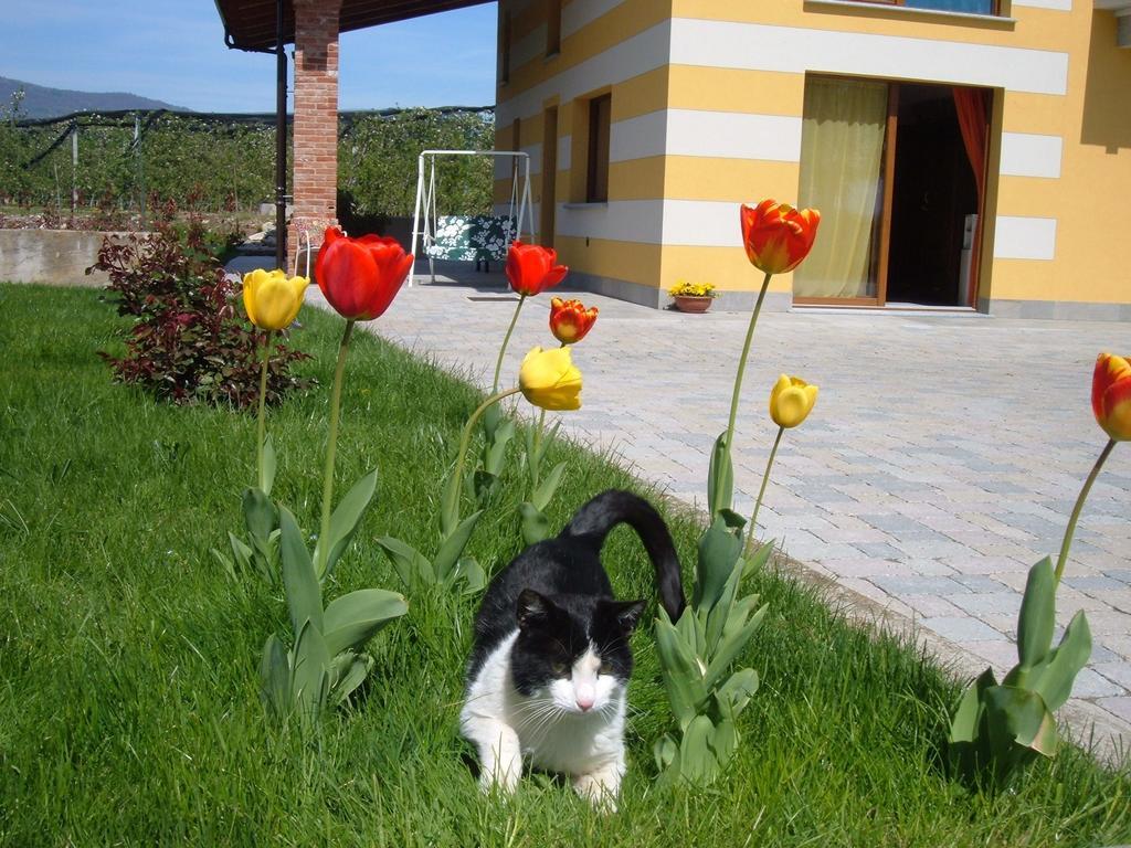 Agriturismo Fior Di Campo Dronero Luaran gambar